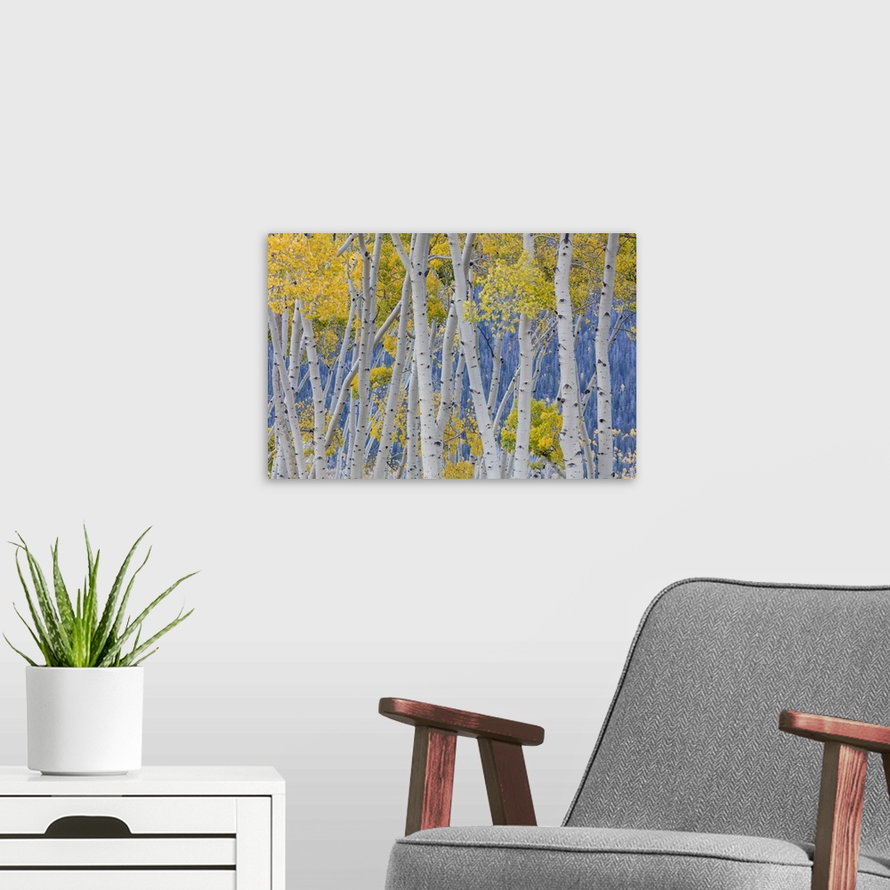 A modern room featuring USA, Utah, Fishlake National Forest. Aspen trees in autumn.