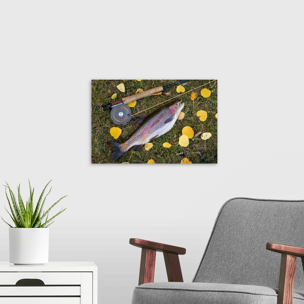 A modern room featuring USA, Utah, Fishlake National Forest. Rainbow trout and fly rod.