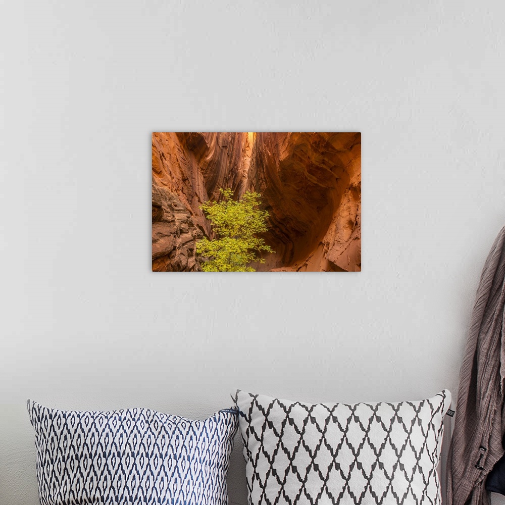 A bohemian room featuring Utah, Grand Staircase-Escalante National Monument, Slot Canyon Cliff And Tree In Autumn