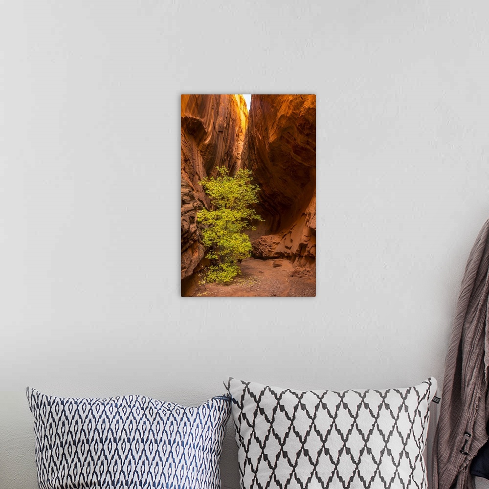 A bohemian room featuring Utah, Grand Staircase-Escalante National Monument, Slot Canyon Cliff And Tree In Autumn