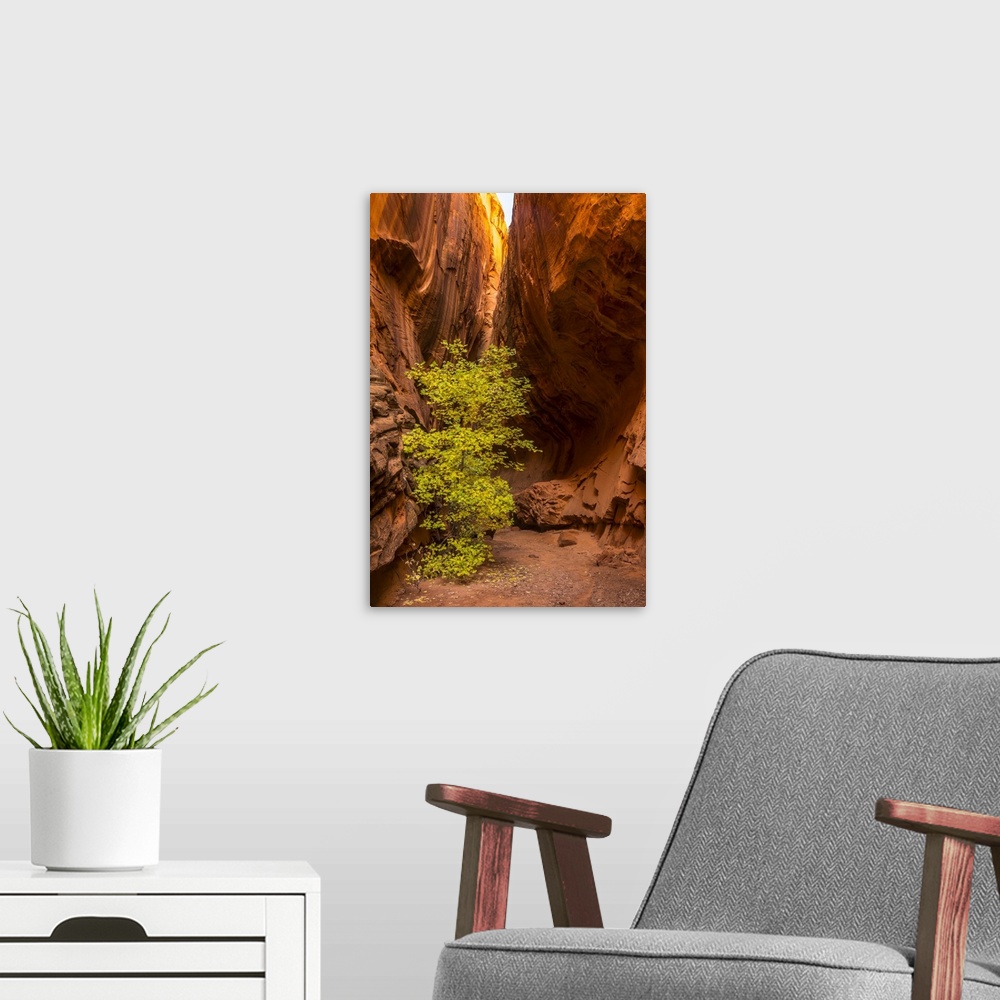 A modern room featuring Utah, Grand Staircase-Escalante National Monument, Slot Canyon Cliff And Tree In Autumn
