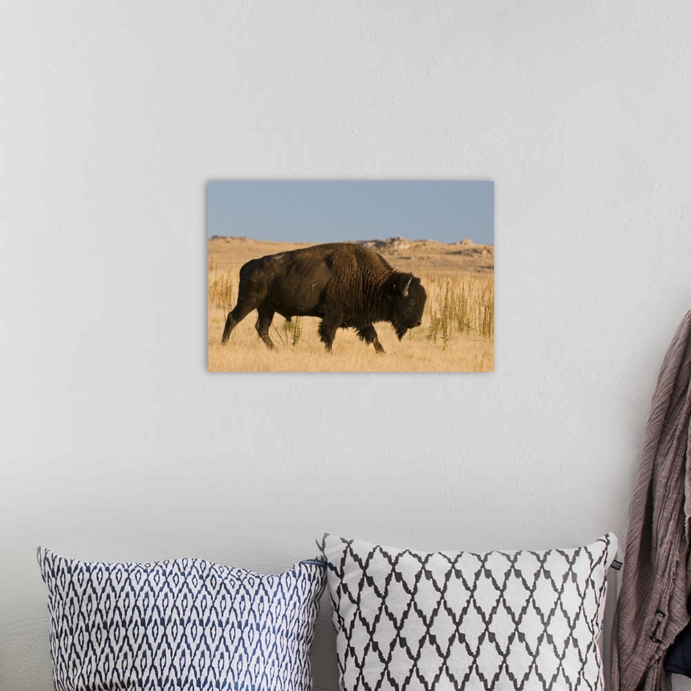 A bohemian room featuring Utah, Great Salt Lake. Herd of American Bison is managed on Antelope Island, brought in 1893 when...