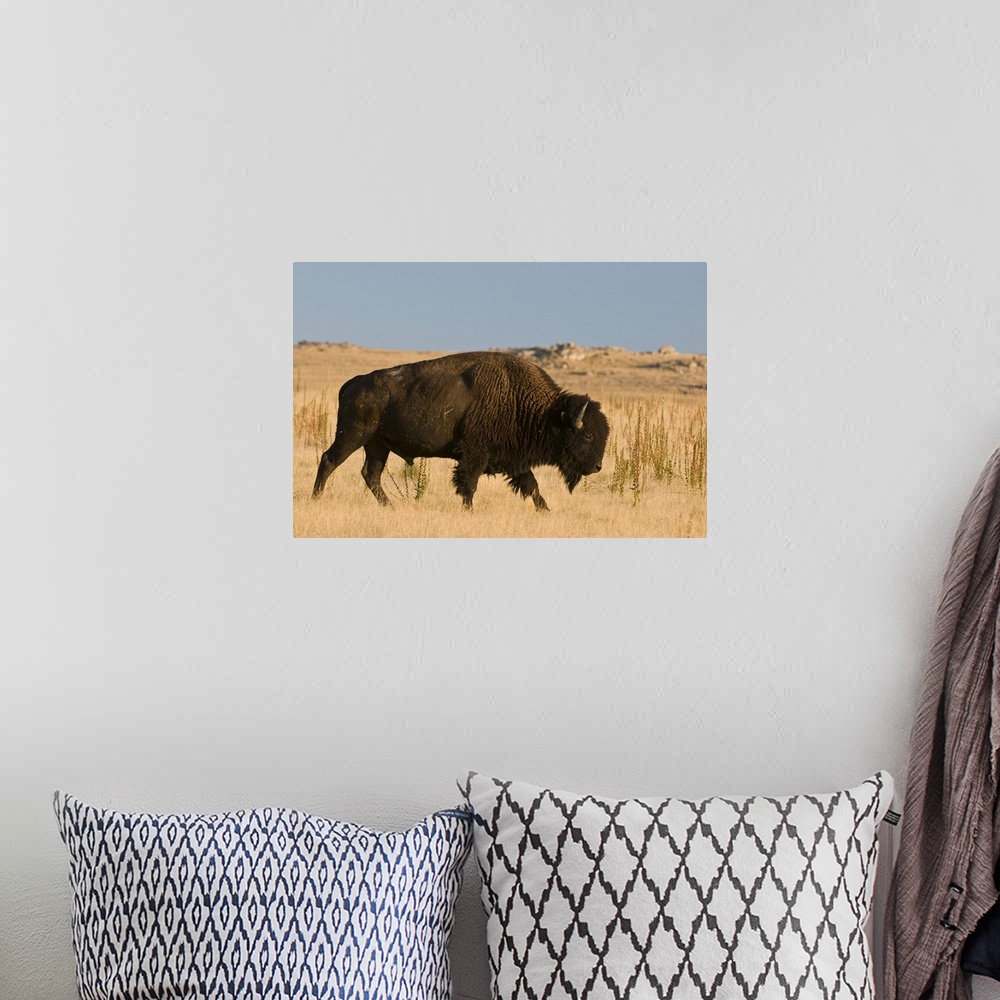 A bohemian room featuring Utah, Great Salt Lake. Herd of American Bison is managed on Antelope Island, brought in 1893 when...