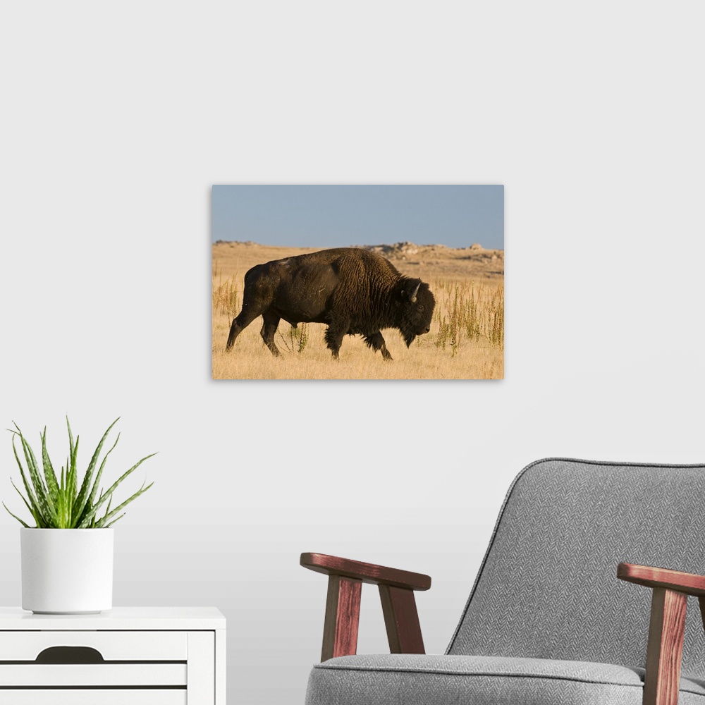 A modern room featuring Utah, Great Salt Lake. Herd of American Bison is managed on Antelope Island, brought in 1893 when...