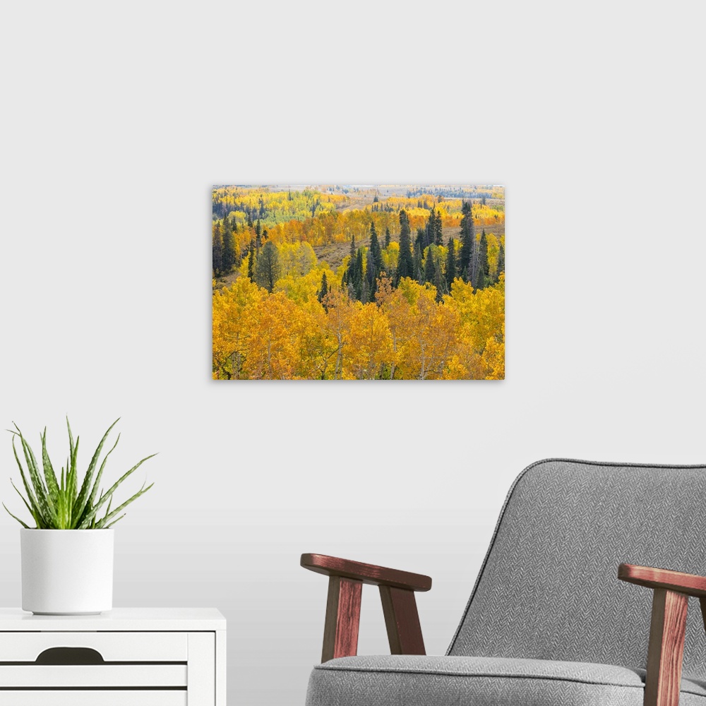 A modern room featuring USA, Utah, Manti-La Sal National Forest. Autumn forest landscape.