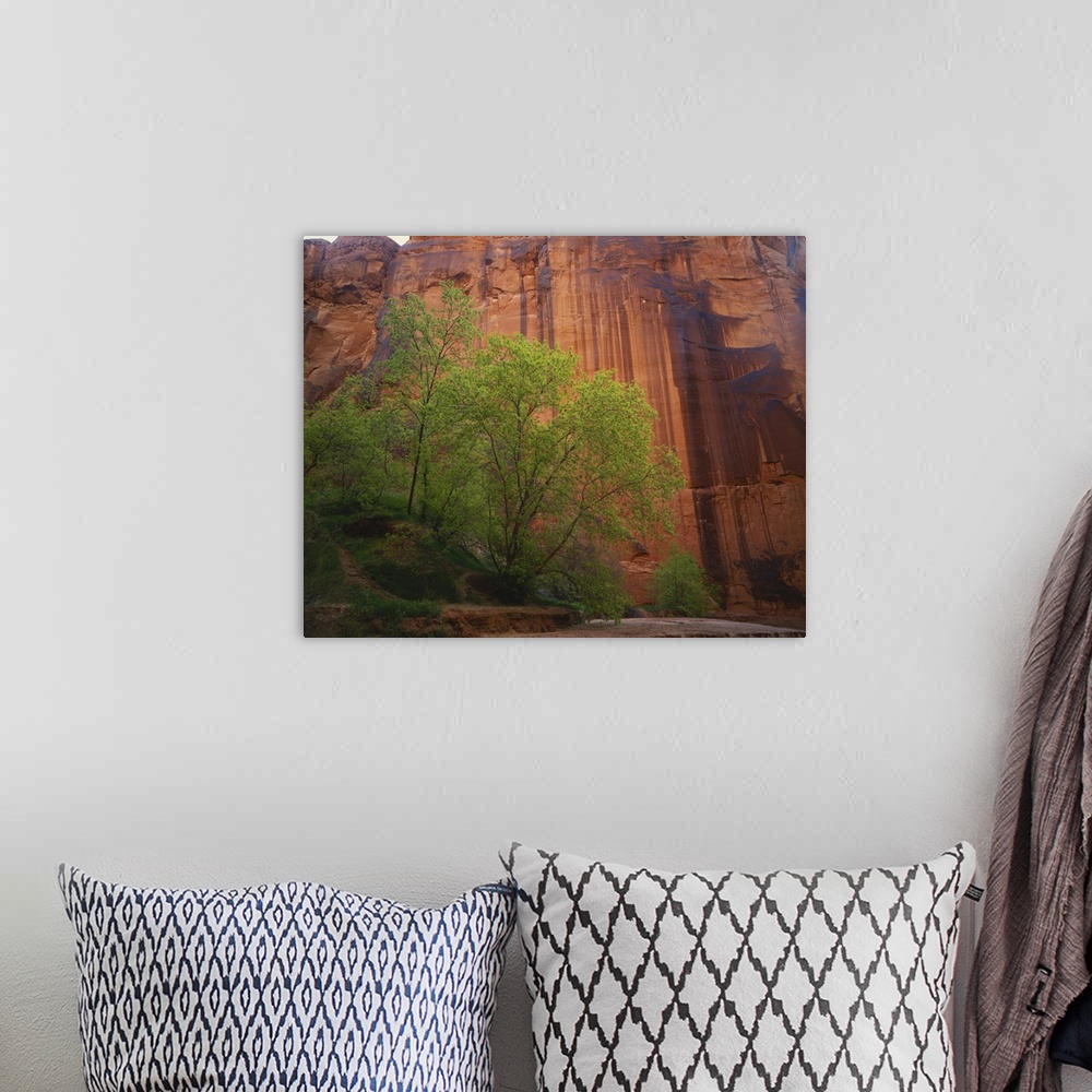 A bohemian room featuring Utah, Colorado Plateau, Paria Canyon-Vermilion Cliffs Wilderness, Box Elder trees (Acer negundo) ...
