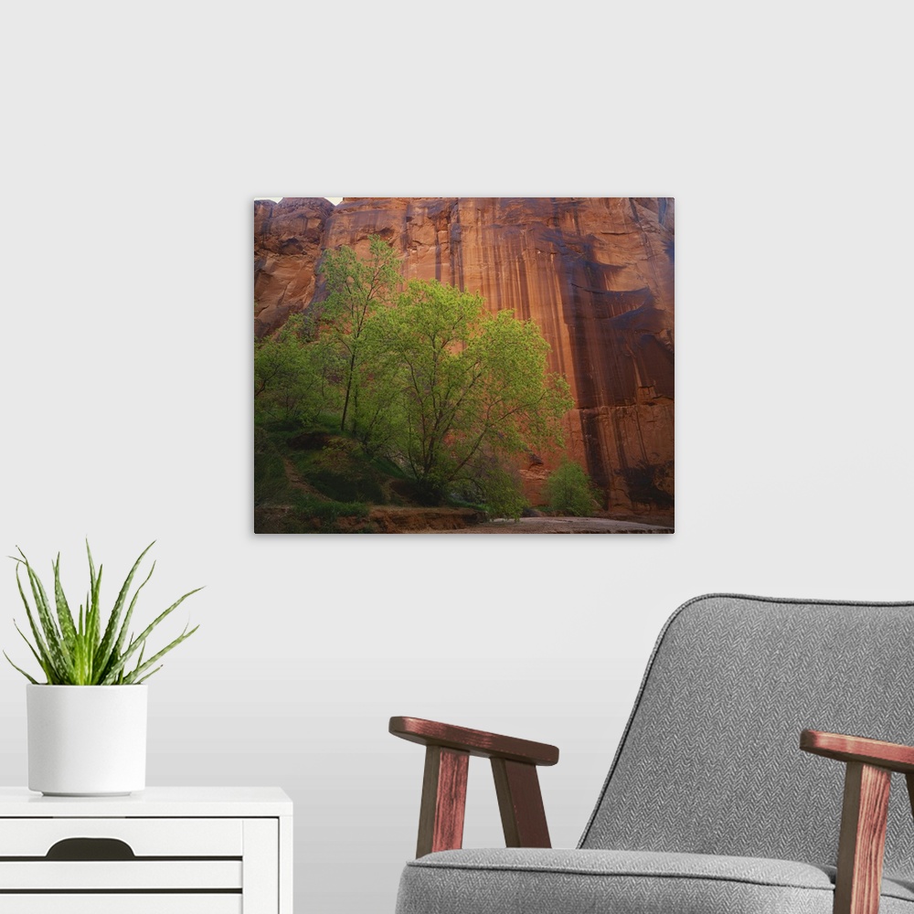 A modern room featuring Utah, Colorado Plateau, Paria Canyon-Vermilion Cliffs Wilderness, Box Elder trees (Acer negundo) ...