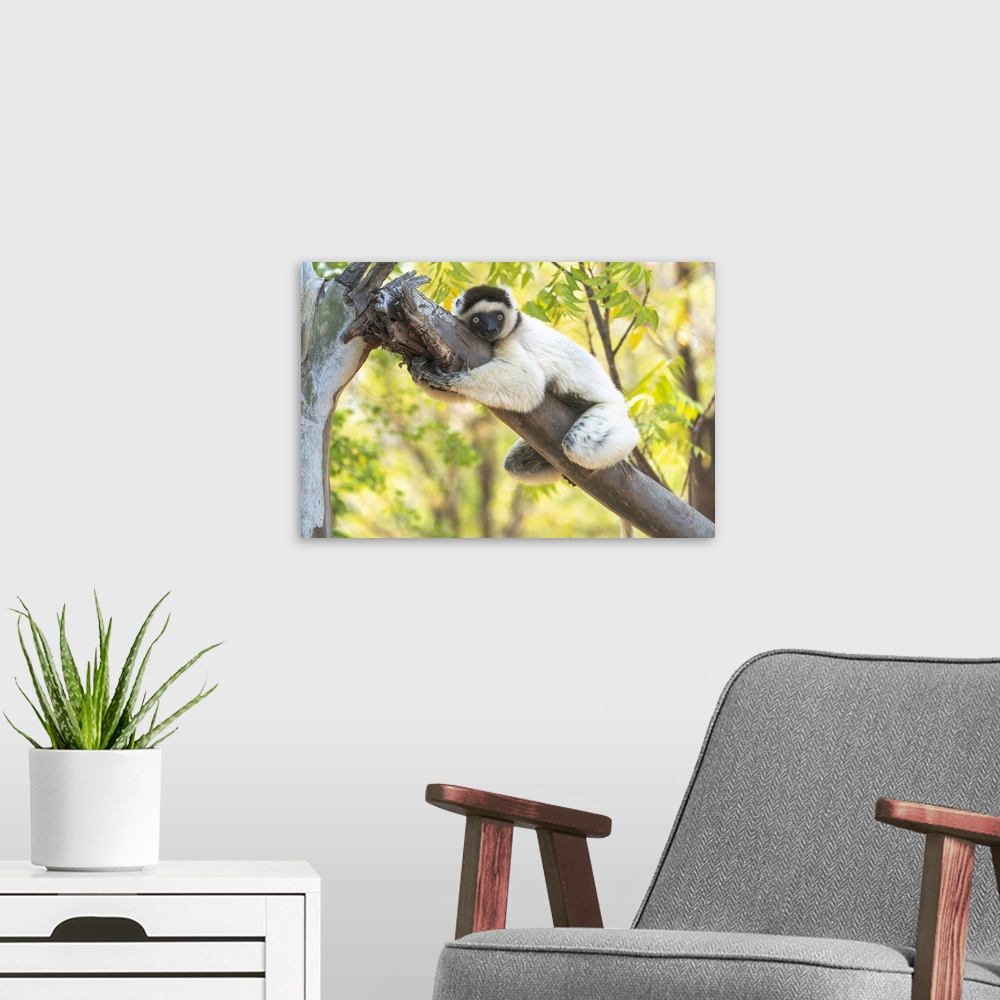 A modern room featuring Africa, Madagascar, Anosy, Berenty Reserve. A Verreaux's sifaka hugging a tree because it is cool...