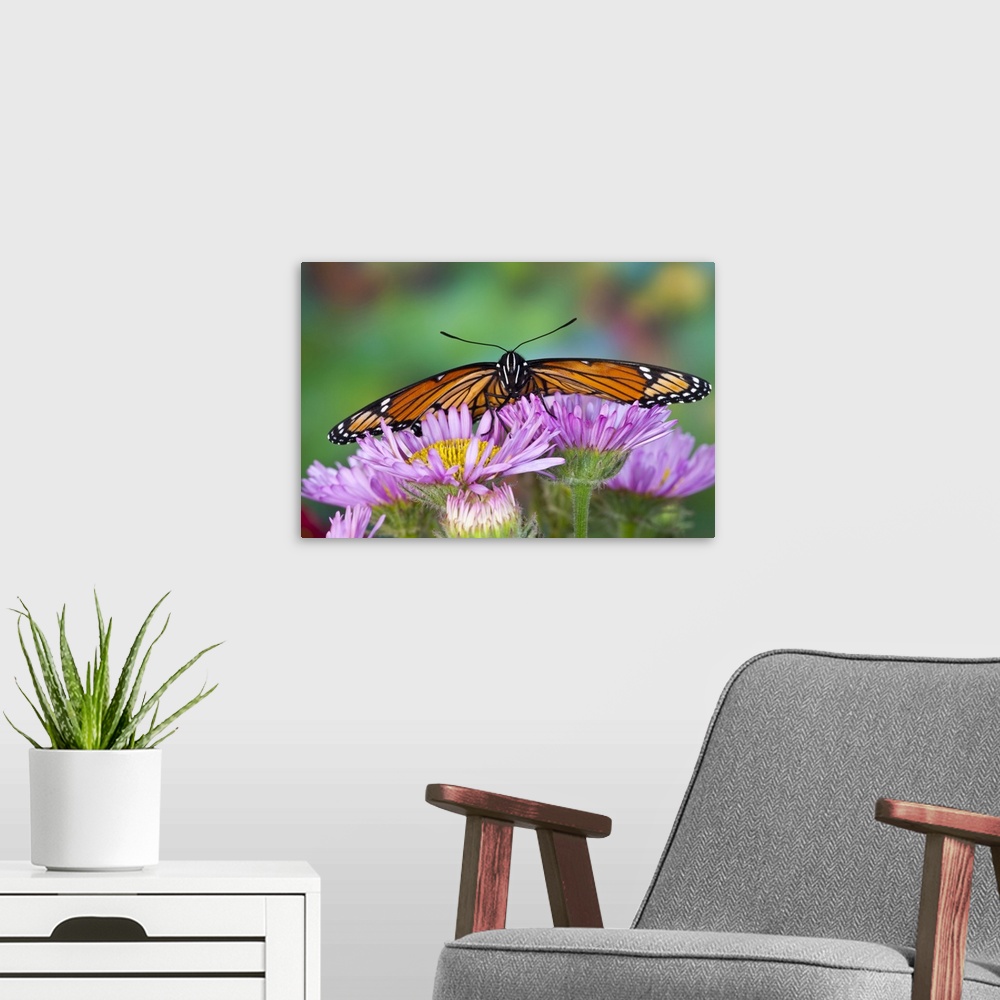 A modern room featuring Viceroy Butterfly a mimic of the Monarch butterfly.