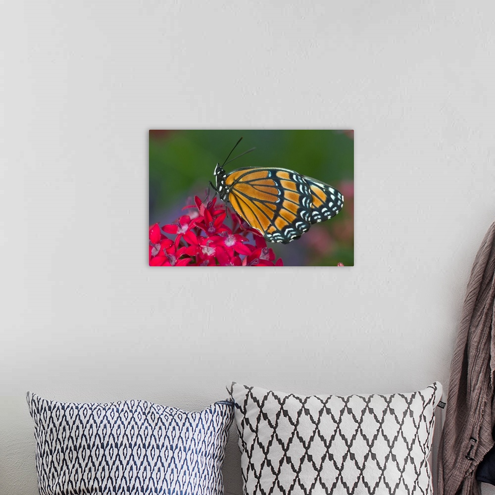 A bohemian room featuring Viceroy Butterfly that mimics the Monarch Butterfly.