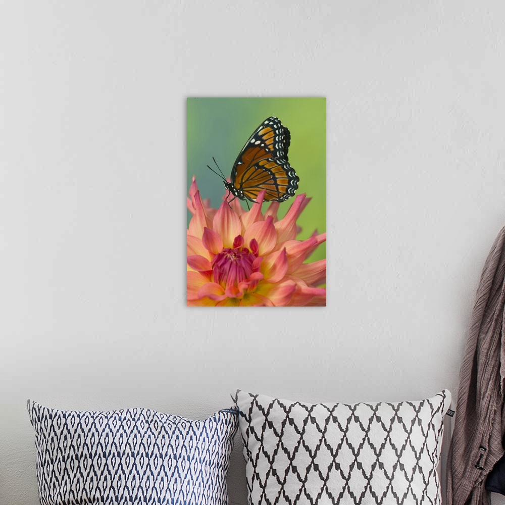 A bohemian room featuring Viceroy Butterfly that mimics the Monarch Butterfly.