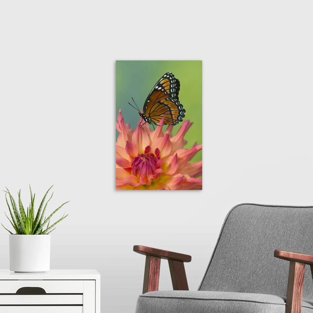 A modern room featuring Viceroy Butterfly that mimics the Monarch Butterfly.