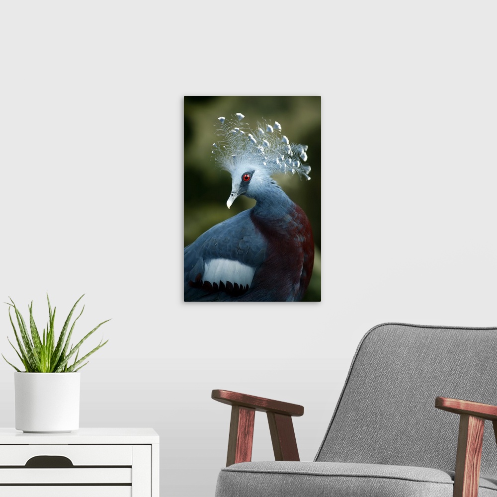A modern room featuring Victoria Crowned Pigeon (Goura victoria), Papua New Guinea. These beautiful birds forage the fore...