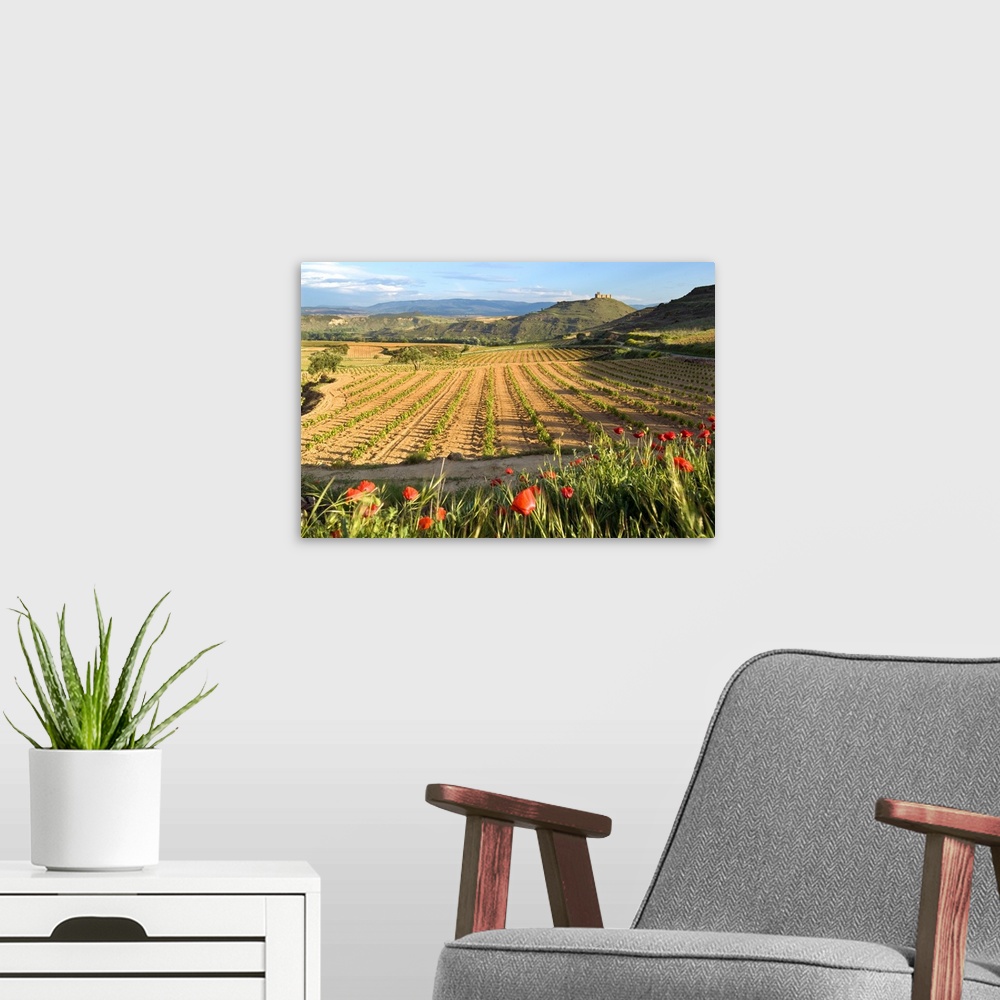 A modern room featuring Vineyards along the San Vicente to Banos de Ebro Road in the La Rioja Region of Spain.