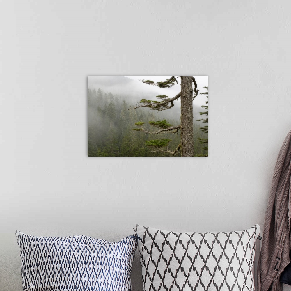 A bohemian room featuring Washington, Mount Rainier National Park, tree in fog.