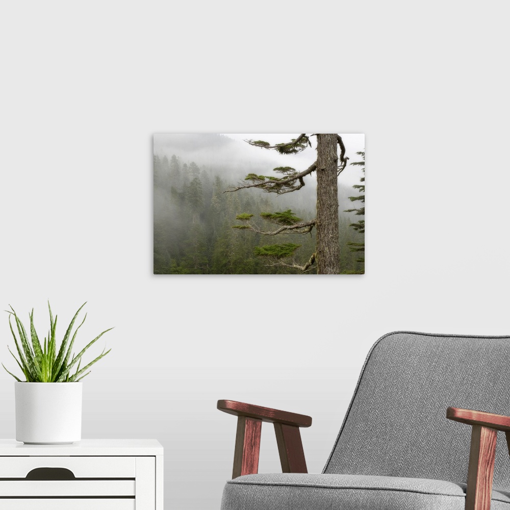 A modern room featuring Washington, Mount Rainier National Park, tree in fog.