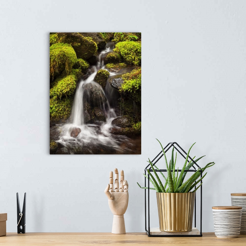 A bohemian room featuring USA, Washington, Olympic National Park, Creek in Sol Duc Valley