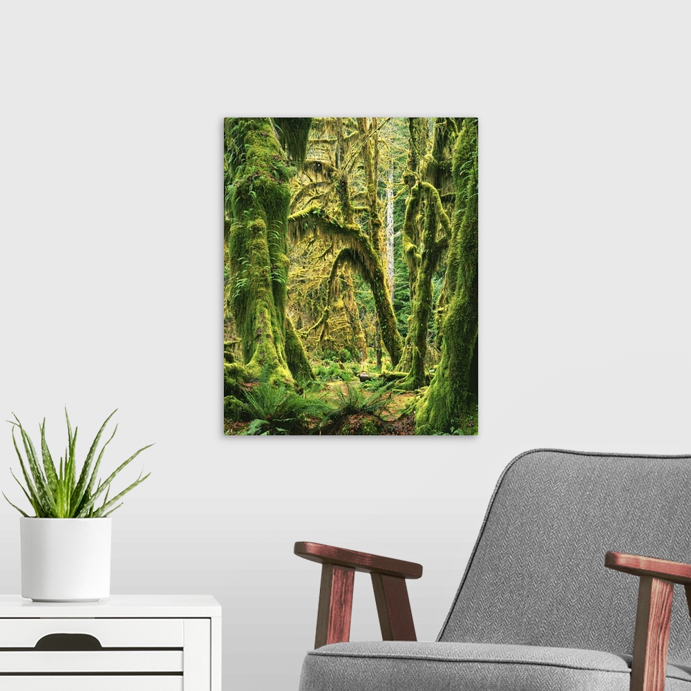 A modern room featuring USA, Washington, Olympic National Park, Hoh Rain Forest, Moss covered Bigleaf Maples.