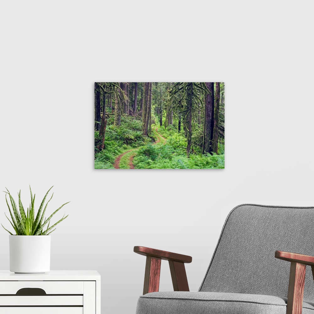 A modern room featuring USA, Washington, Rockport State Park, Rockport. Road through trees and ferns in forest.