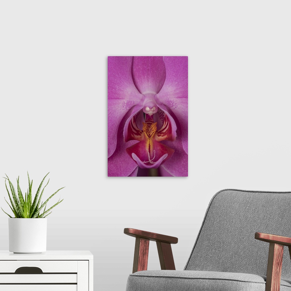 A modern room featuring USA, Washington State, Bellingham. Close-up of phalaenopsis orchid. Credit: Dennis Kirkland