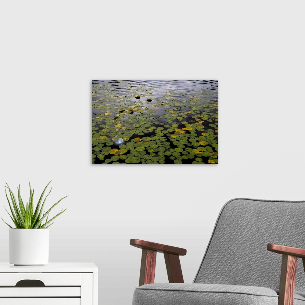 A modern room featuring USA, Washington State, Bellingham. Lily pads on Lake Louise. Credit: Don Paulson