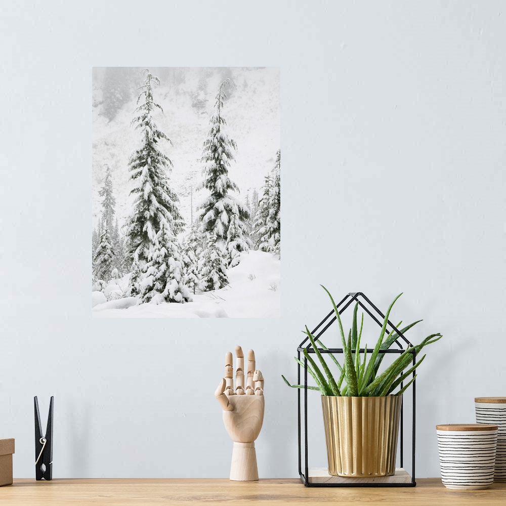 A bohemian room featuring Washington State, Central Cascades, Snow Covered Fir Trees