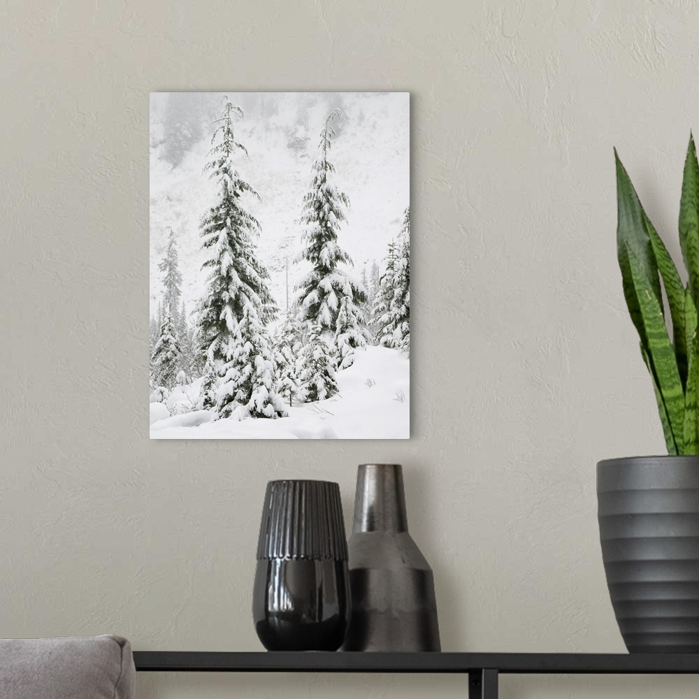 A modern room featuring Washington State, Central Cascades, Snow Covered Fir Trees