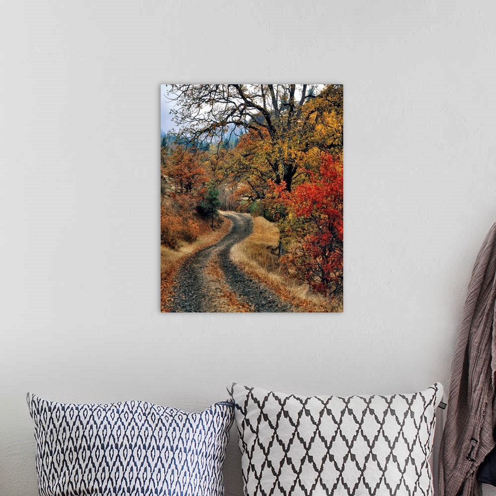 A bohemian room featuring USA, Washington, Columbia River Gorge National Scenic Area. Road and autumn-colored oaks.