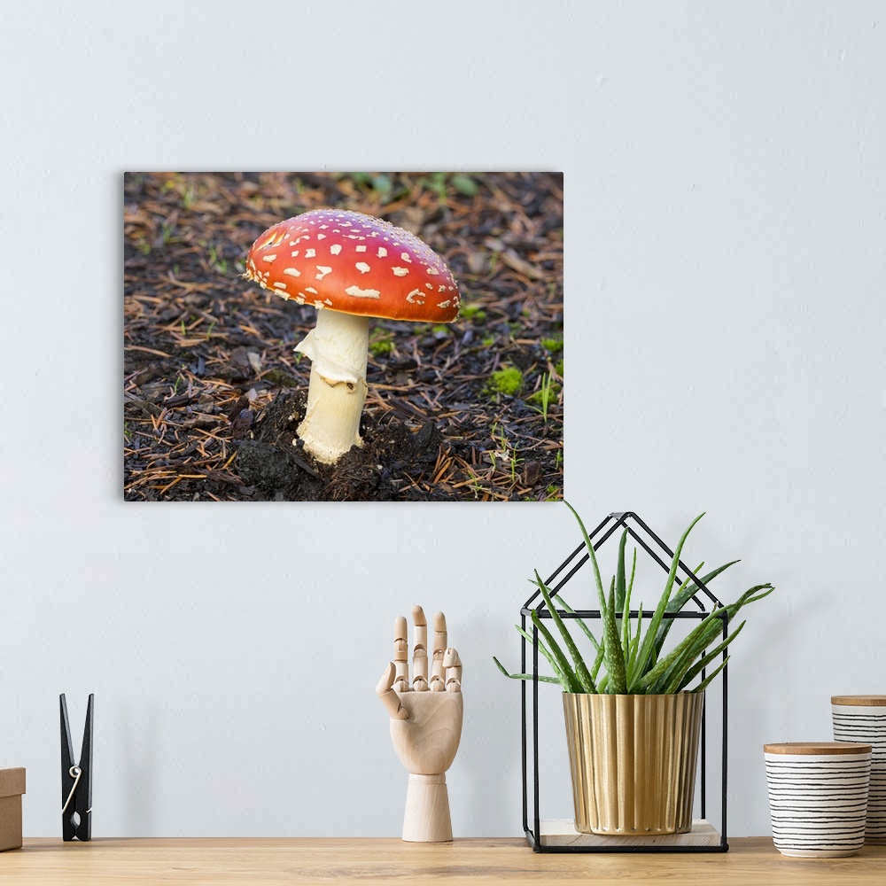 A bohemian room featuring Washington State, Fly Agaric Mushroom
