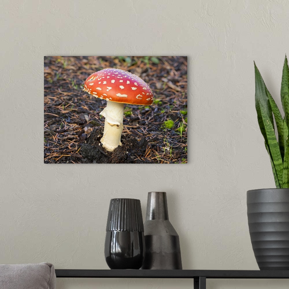 A modern room featuring Washington State, Fly Agaric Mushroom