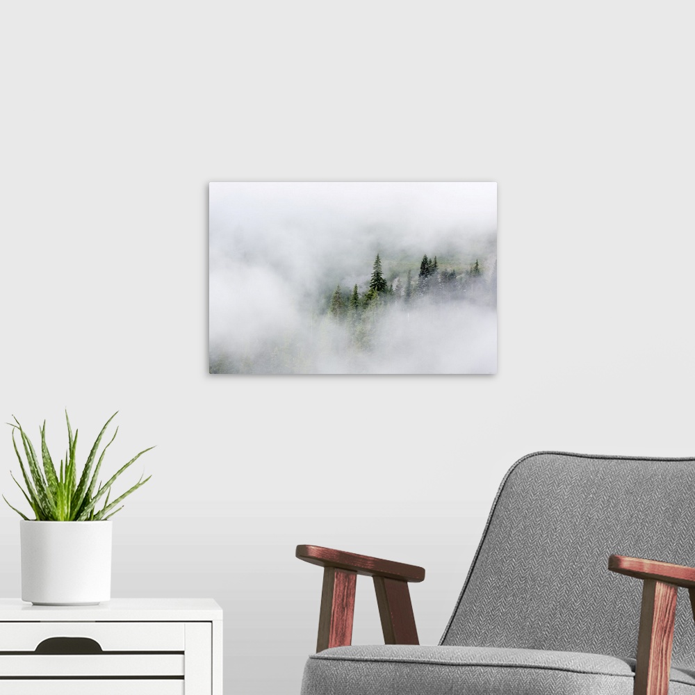 A modern room featuring Washington State, Mount Rainier National Park. Fir trees in clouds