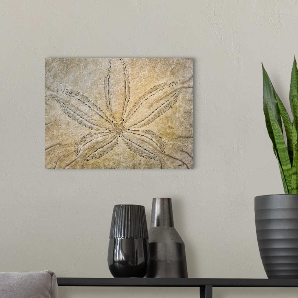 A modern room featuring USA, Washington, Neah Bay. Design on the top of sand dollar shell.