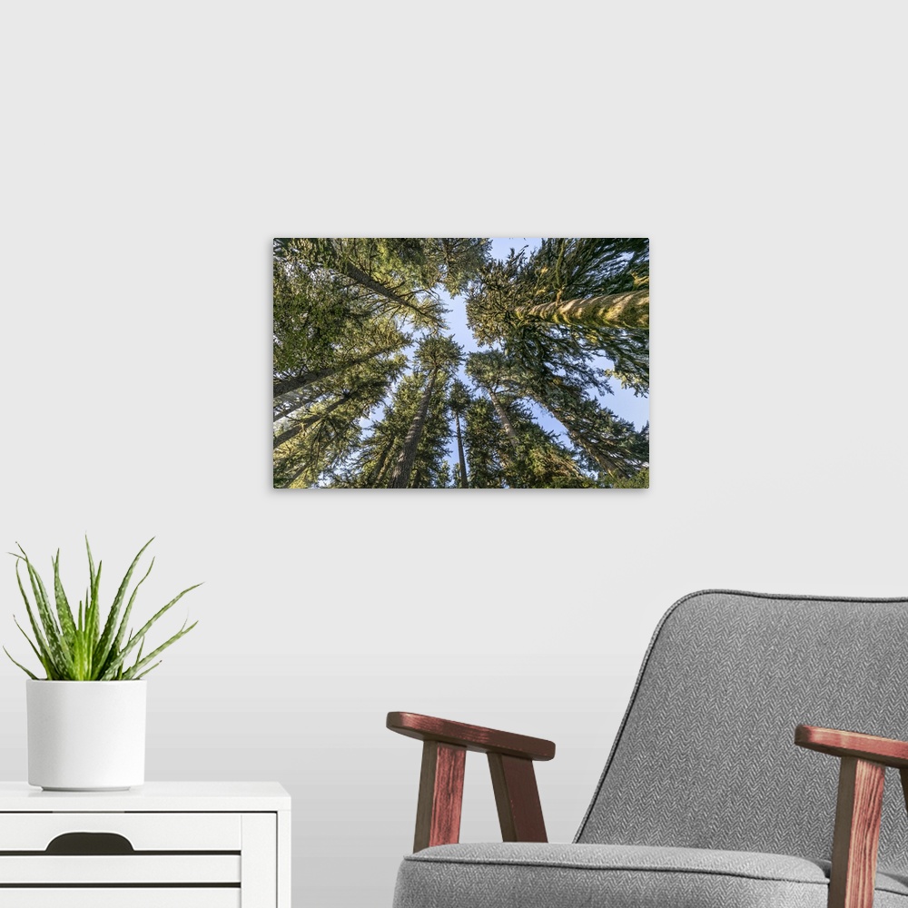 A modern room featuring USA, Washington State, Olympic National Park. Looking up at conifer trees. Credit: Don Paulson