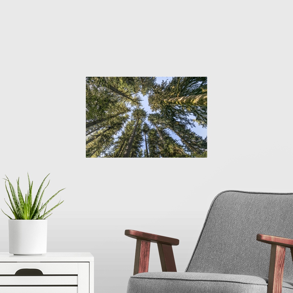 A modern room featuring USA, Washington State, Olympic National Park. Looking up at conifer trees. Credit: Don Paulson