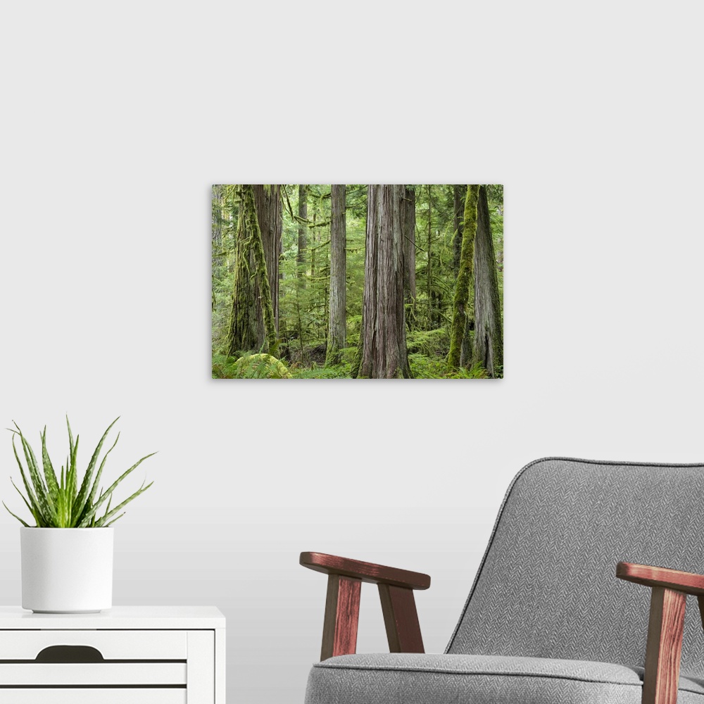 A modern room featuring USA, Washington, Olympic National Park. Old growth forest on Barnes Creek Trail.