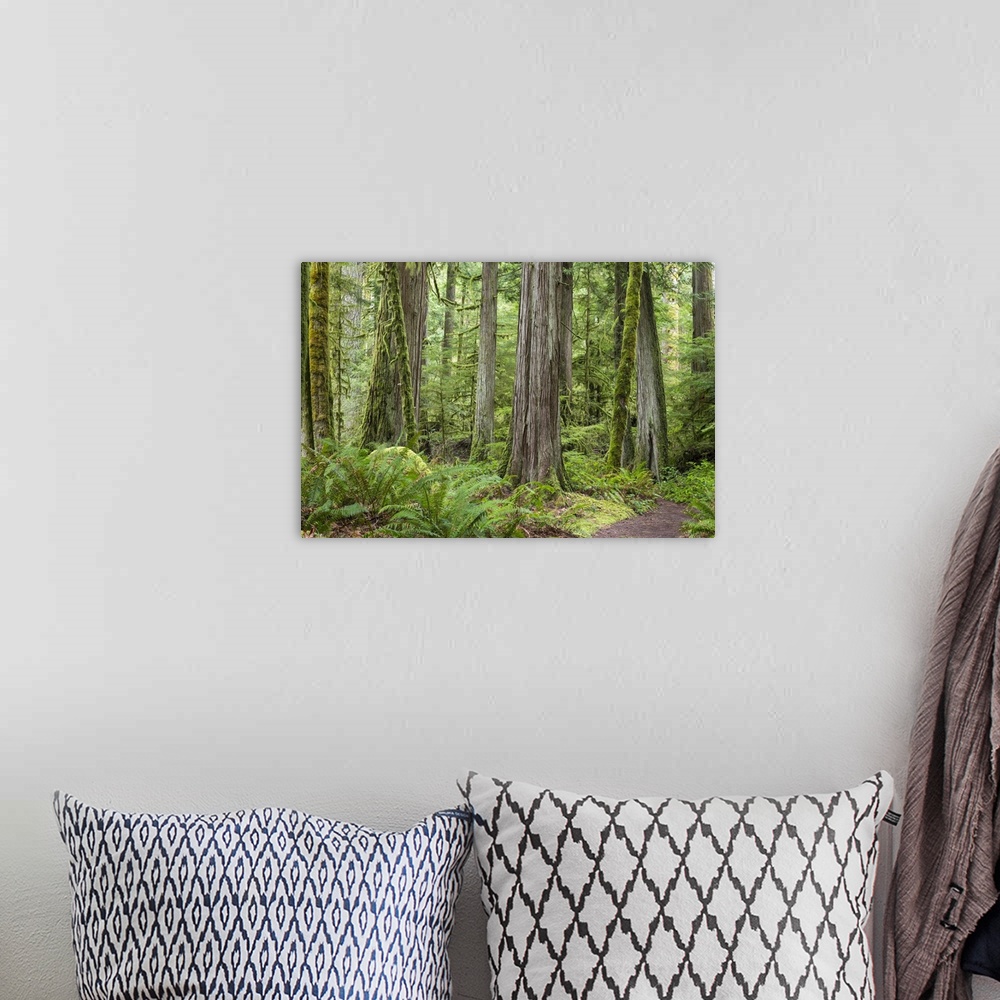A bohemian room featuring USA, Washington, Olympic National Park. Old growth forest on Barnes Creek Trail.