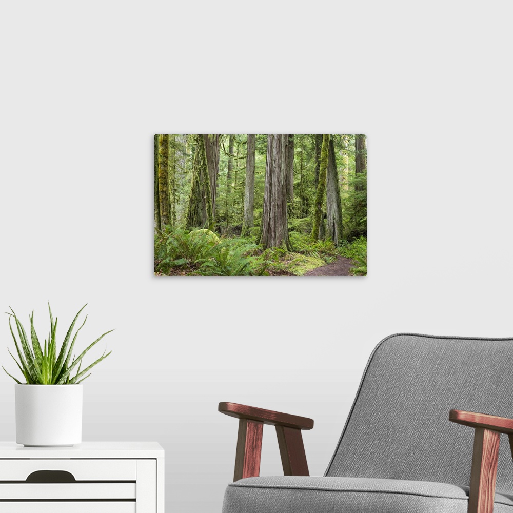 A modern room featuring USA, Washington, Olympic National Park. Old growth forest on Barnes Creek Trail.