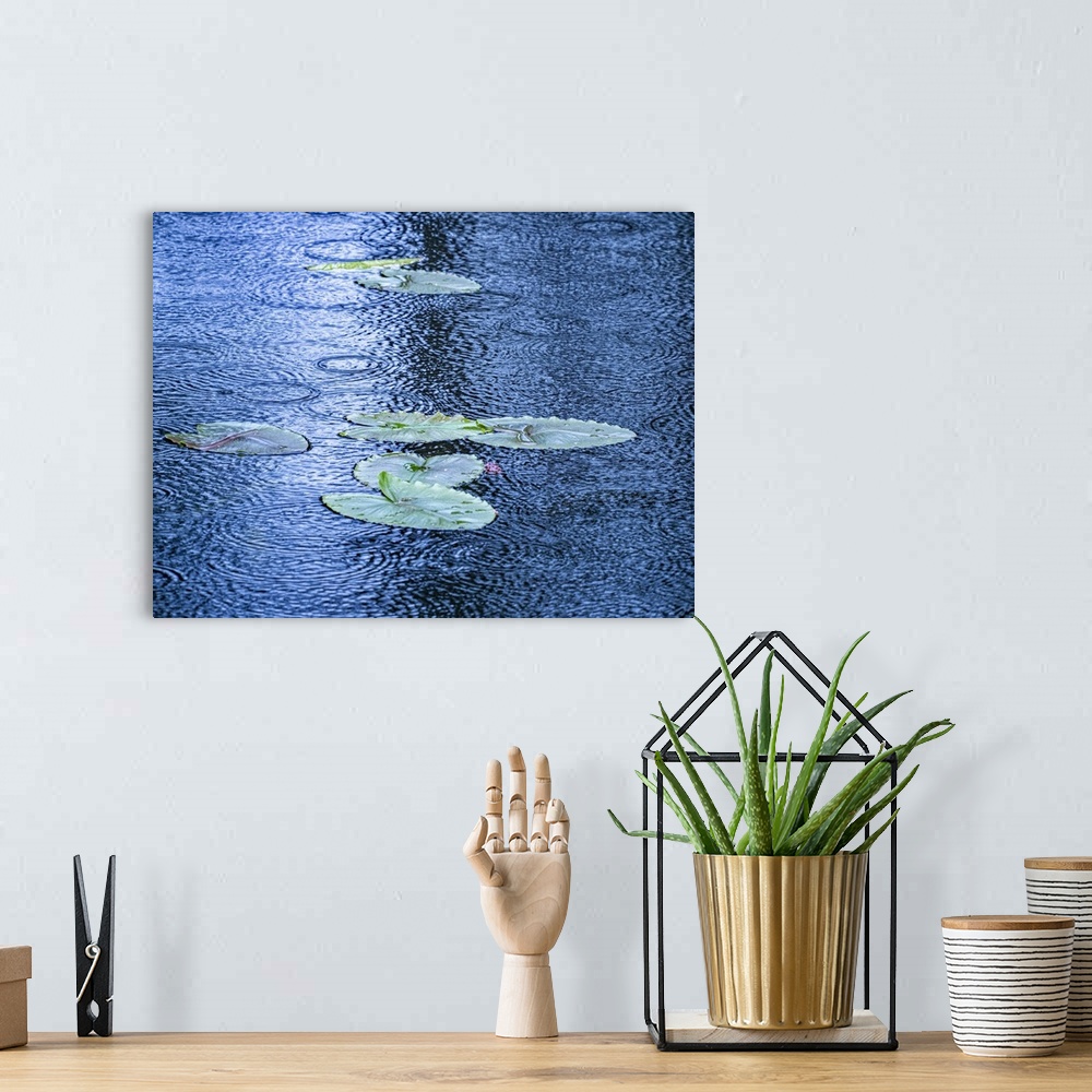 A bohemian room featuring USA, Washington State, Pacific Northwest Sammamish trail Yellow Lake and lily pads in rain. Unite...