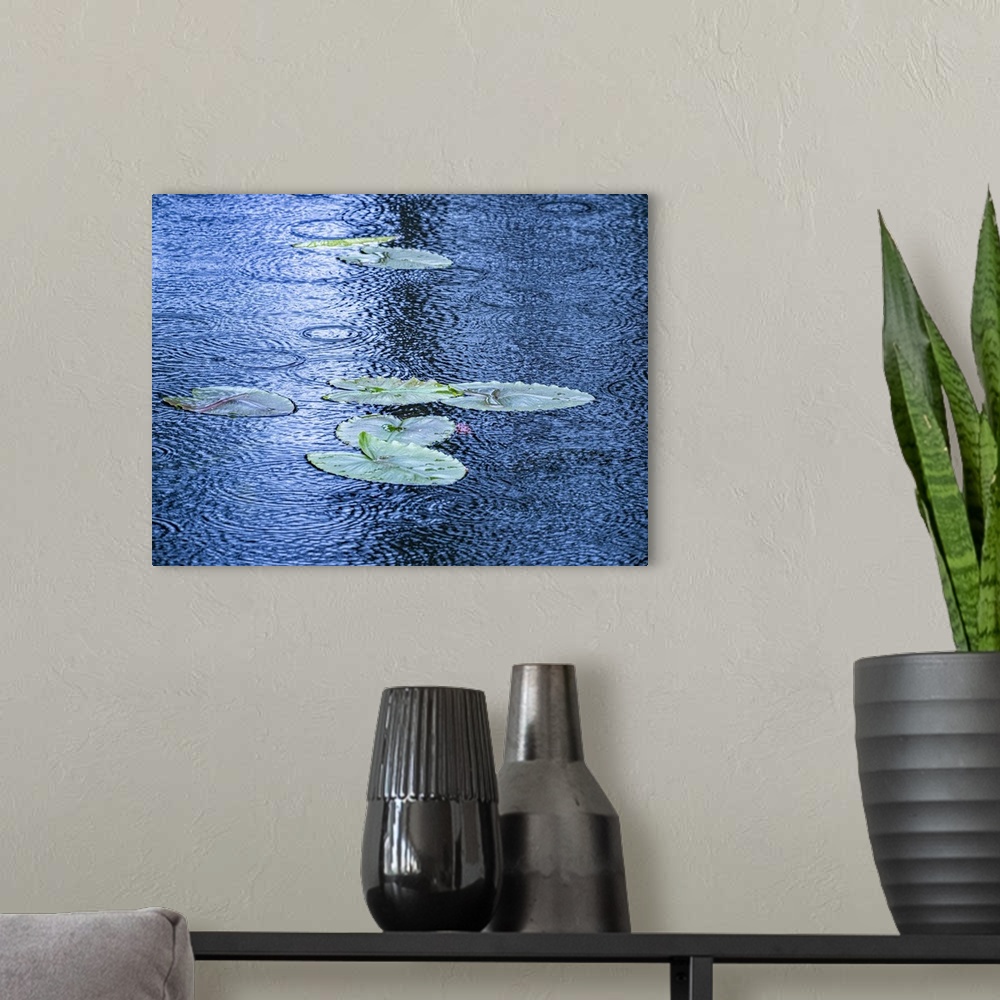 A modern room featuring USA, Washington State, Pacific Northwest Sammamish trail Yellow Lake and lily pads in rain. Unite...