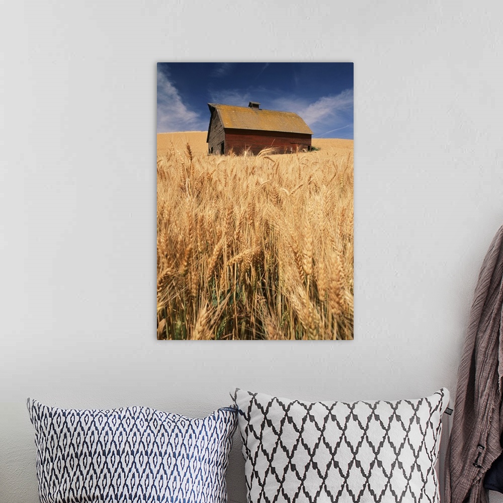 A bohemian room featuring USA, Washington State, Palouse, View of barn surrounded with wheatfield.