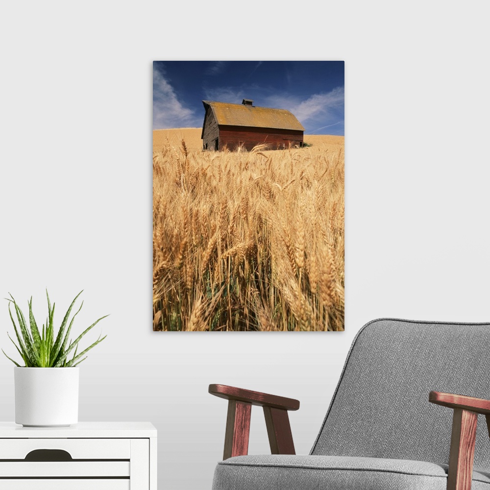 A modern room featuring USA, Washington State, Palouse, View of barn surrounded with wheatfield.
