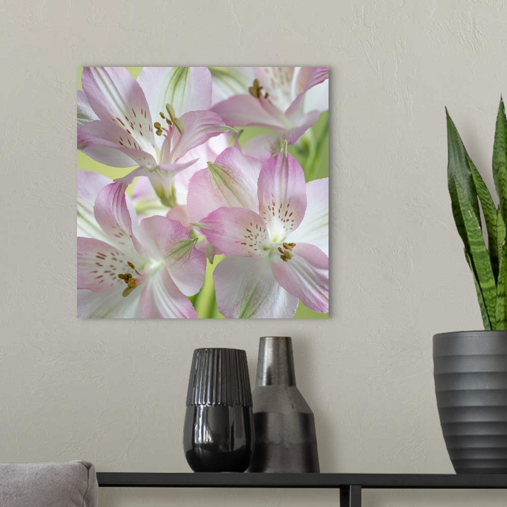 A modern room featuring USA, Washington State, Seabeck. Alstroemeria blossoms close-up. Credit: Don Paulson