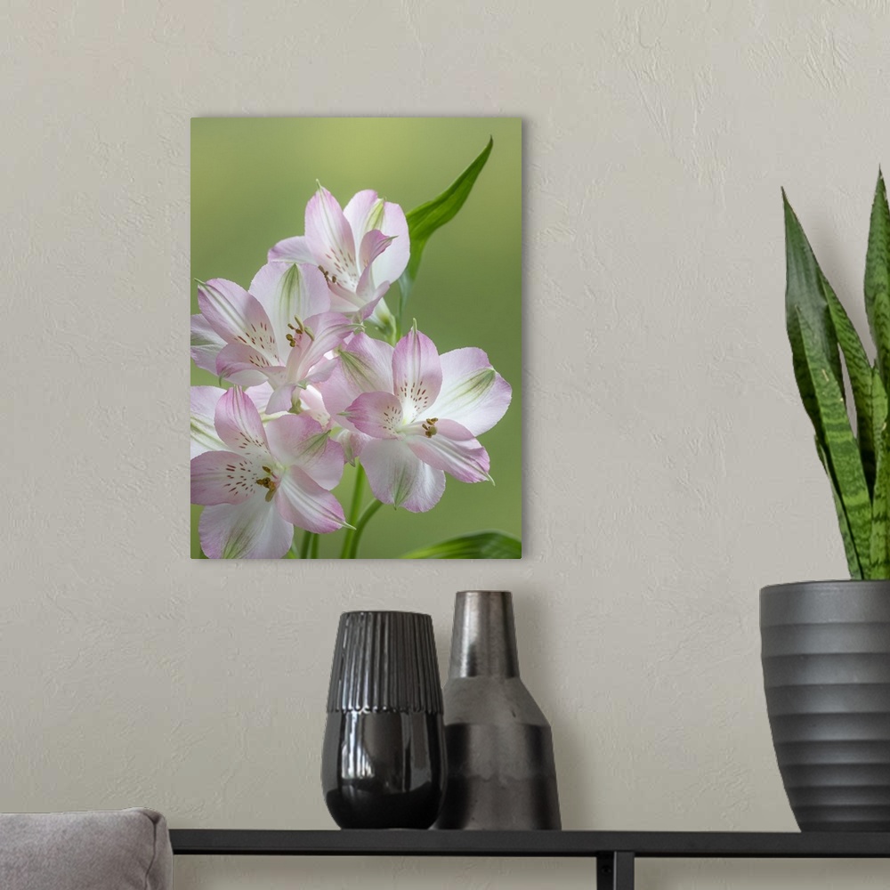 A modern room featuring USA, Washington State, Seabeck. Alstroemeria blossoms close-up. Credit: Don Paulson