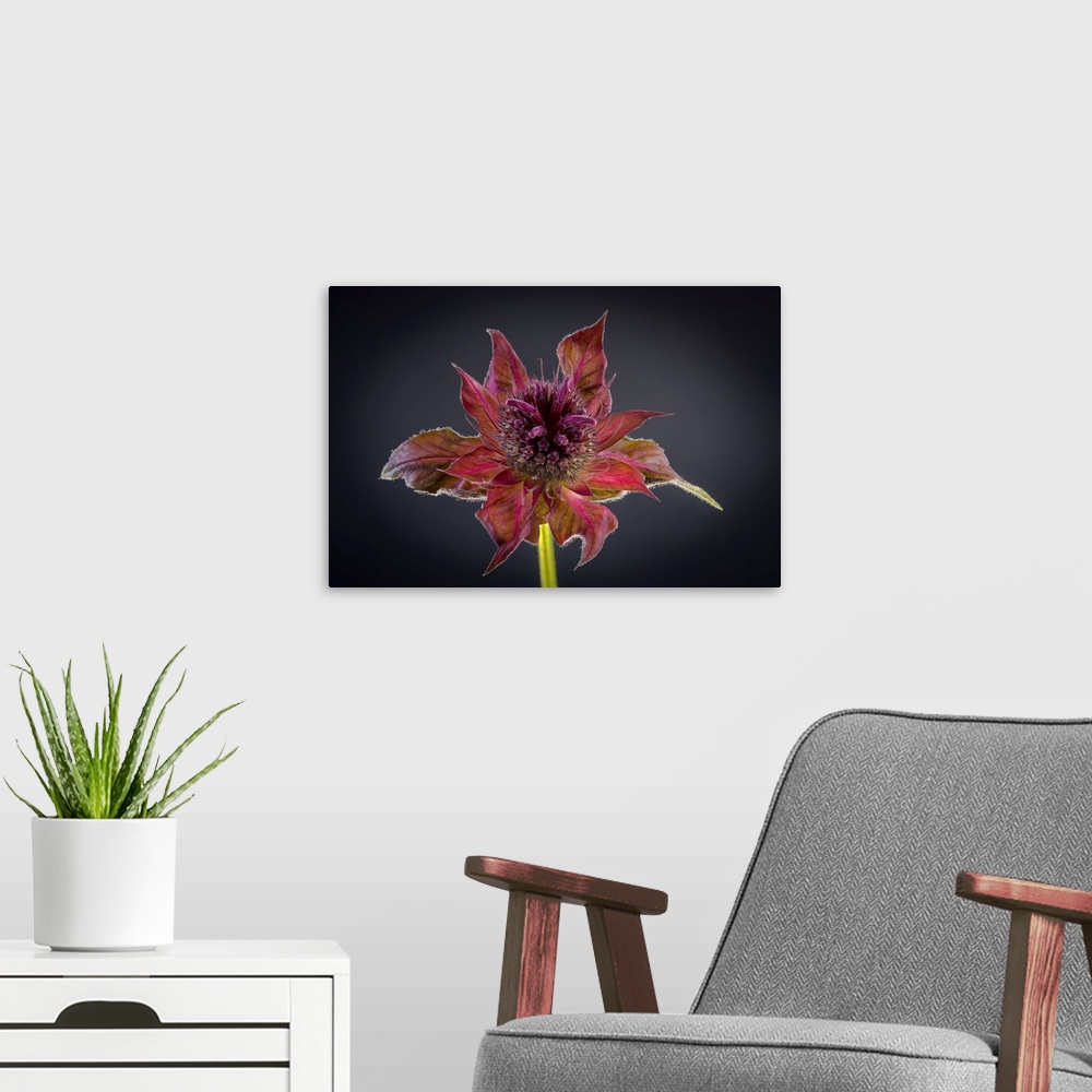 A modern room featuring USA, Washington State, Seabeck. Bee balm flower close-up. Credit: Don Paulson
