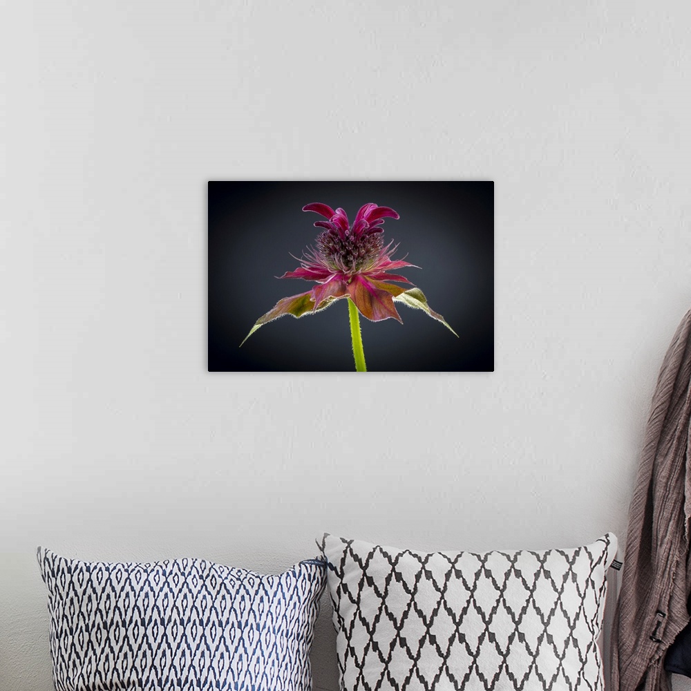 A bohemian room featuring USA, Washington State, Seabeck. Bee balm flower close-up. Credit: Don Paulson