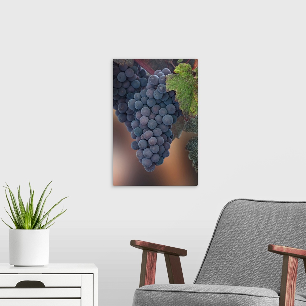 A modern room featuring USA, Washington State, Seabeck. Close-up of grapes on vine. Credit: Don Paulson