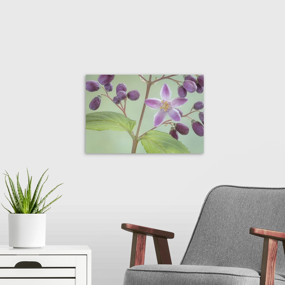 A modern room featuring USA, Washington State, Seabeck. Deutzia blossom and buds. Credit: Don Paulson