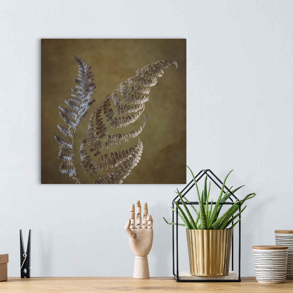 A bohemian room featuring USA, Washington State, Seabeck. Dried bracken ferns close-up. Credit: Don Paulson