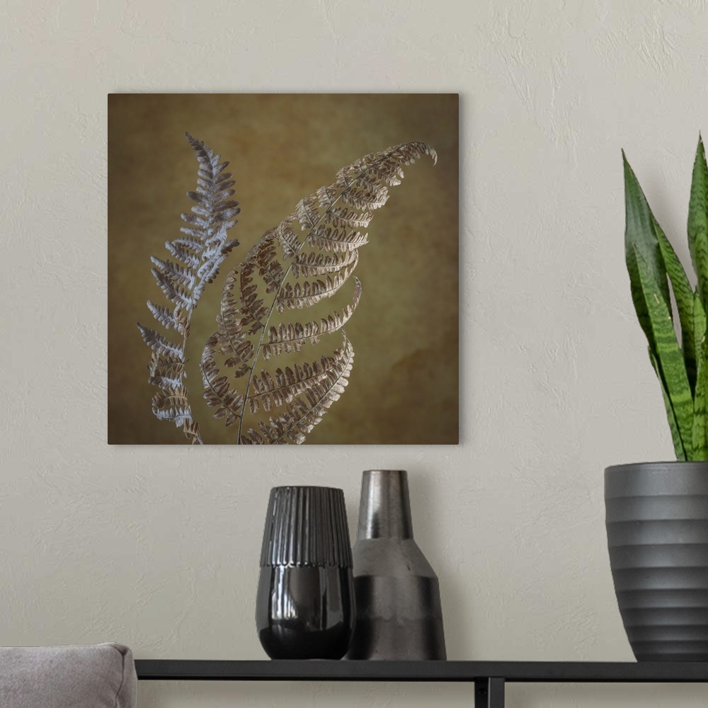 A modern room featuring USA, Washington State, Seabeck. Dried bracken ferns close-up. Credit: Don Paulson