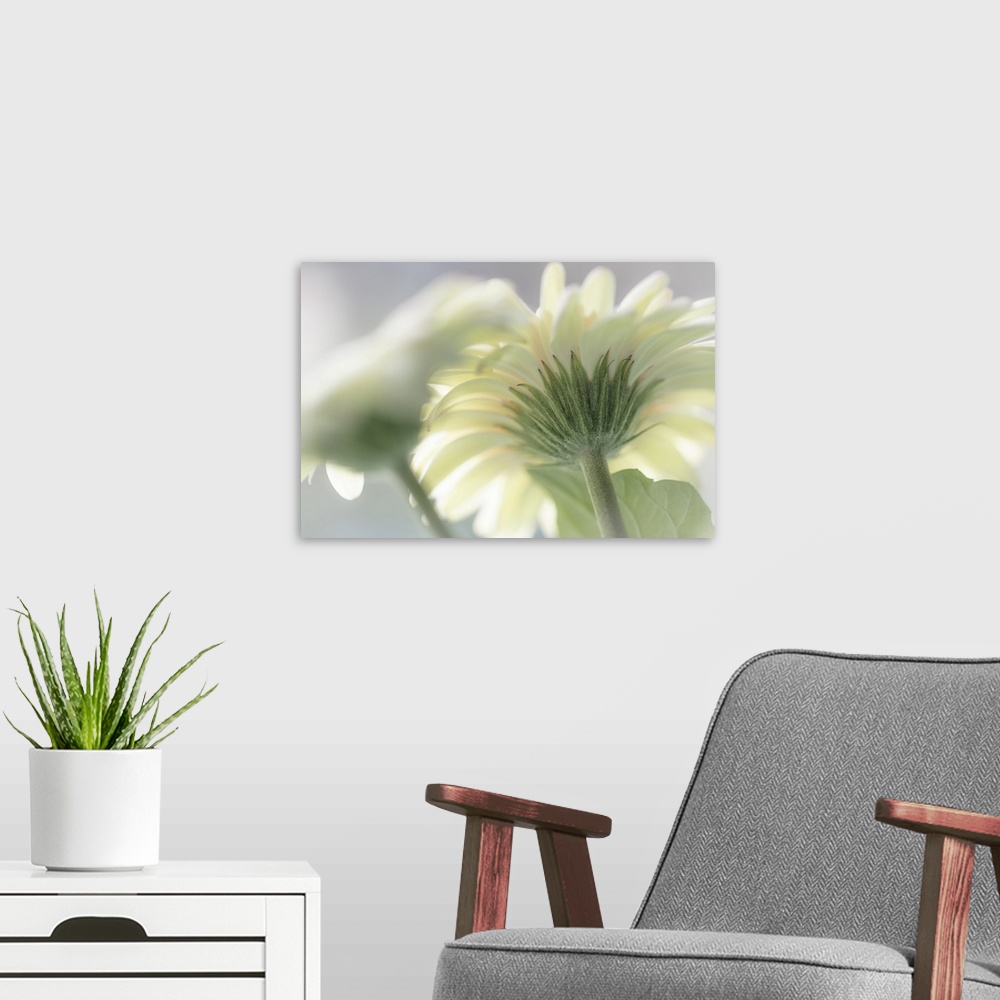 A modern room featuring USA, Washington State, Seabeck. Gerbera daisy flower close-up. Credit: Don Paulson